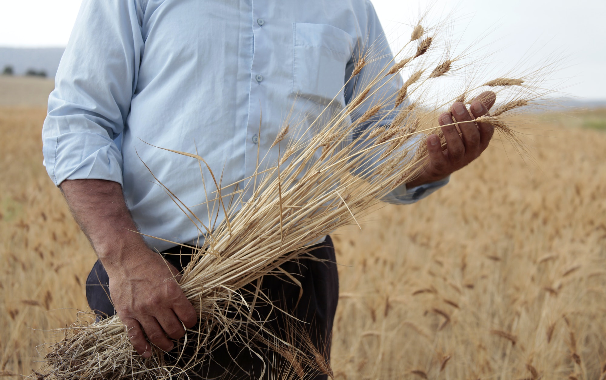 Agricultural scene. Hand in a field. Touching the harvest.